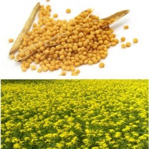bulk quantity yellow mustard seeds